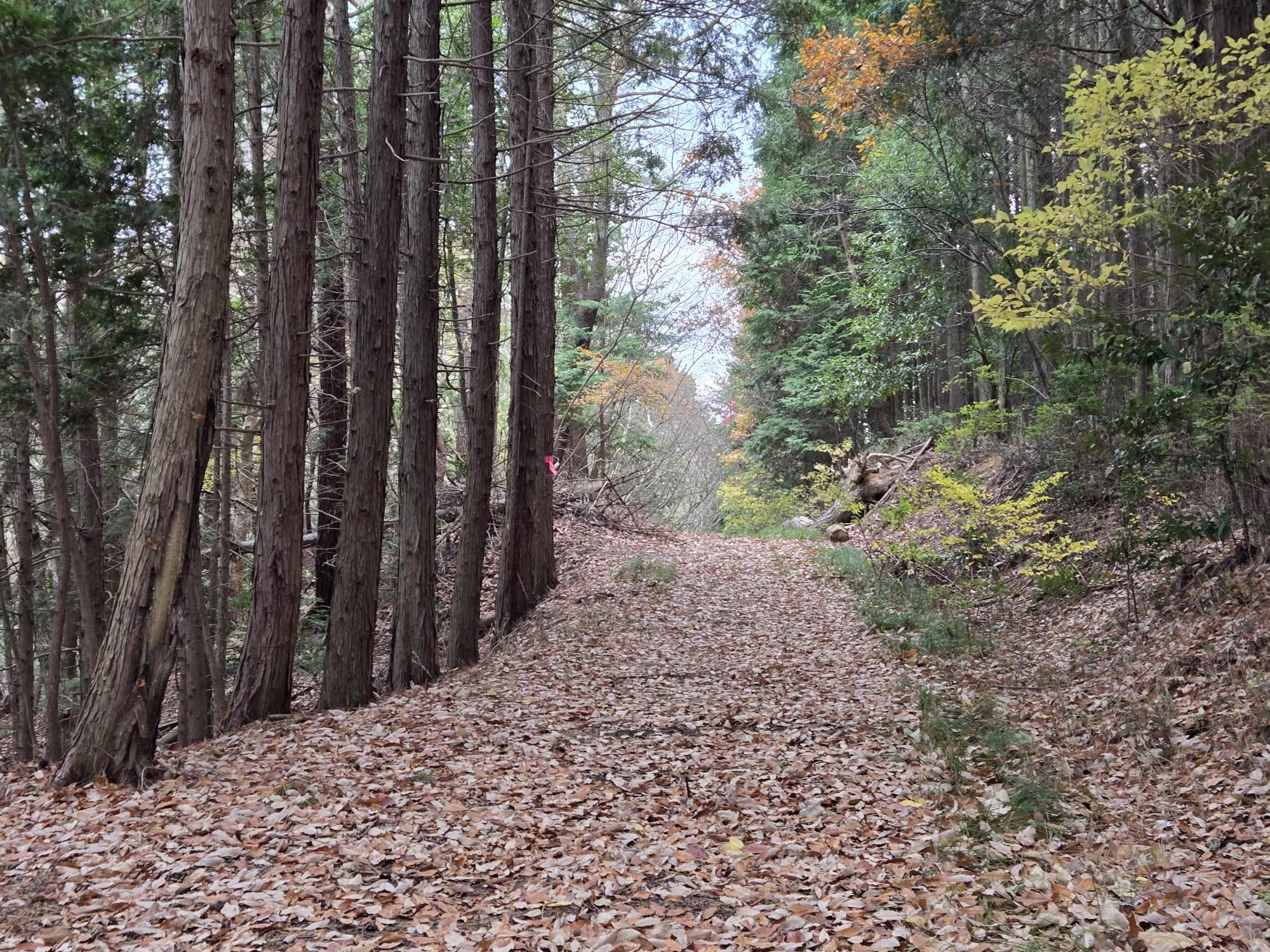 三輪山・巻向山・龍王山 下山進行方向です❗。