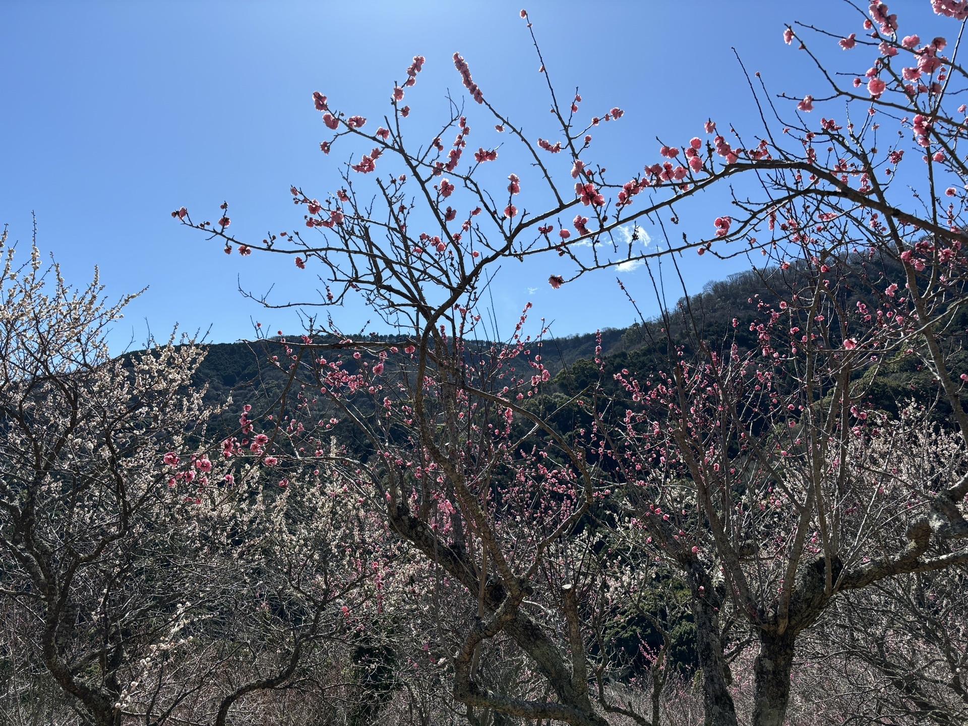 幕山 / あけるさんの幕山・南郷山の活動データ YAMAP / ヤマップ
