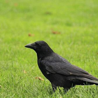 からすのページ YAMAP / ヤマップ