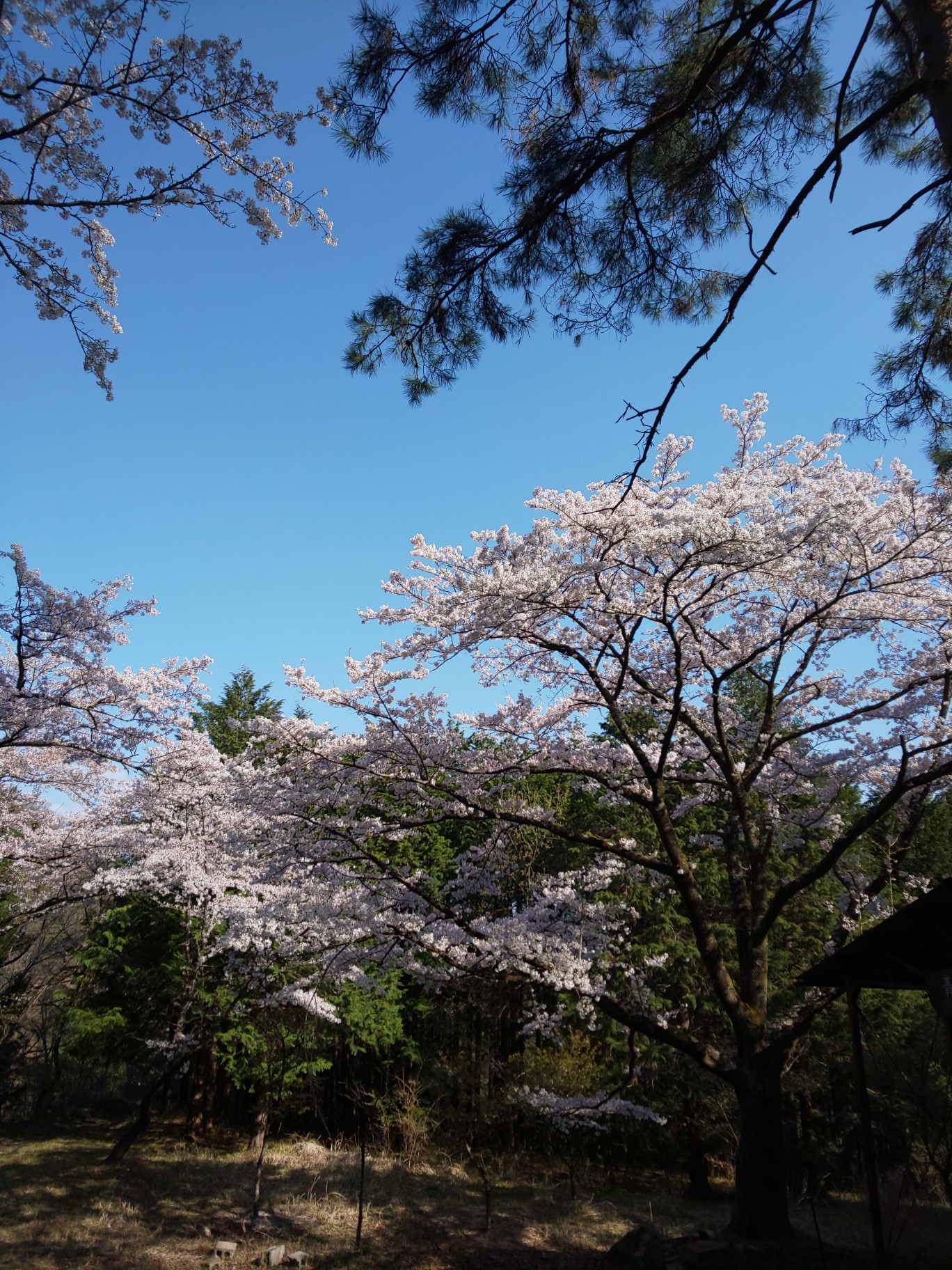 山の神千本桜トレイルラン Hase45さんの甲府市の活動データ Yamap ヤマップ
