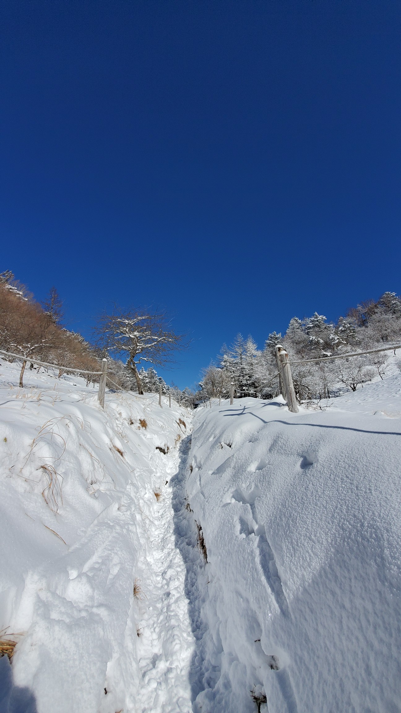雪の大菩薩嶺 丸川峠分岐 01 19 アツシさんの大菩薩嶺 鶏冠山 大マテイ山の活動データ Yamap ヤマップ