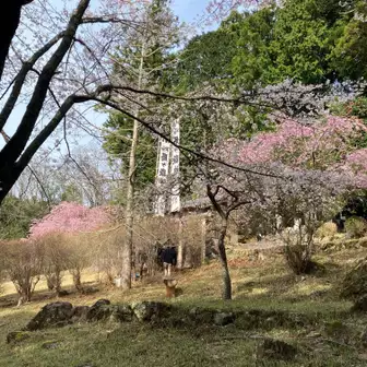 局ヶ岳神社、桜が満開で感動しました！