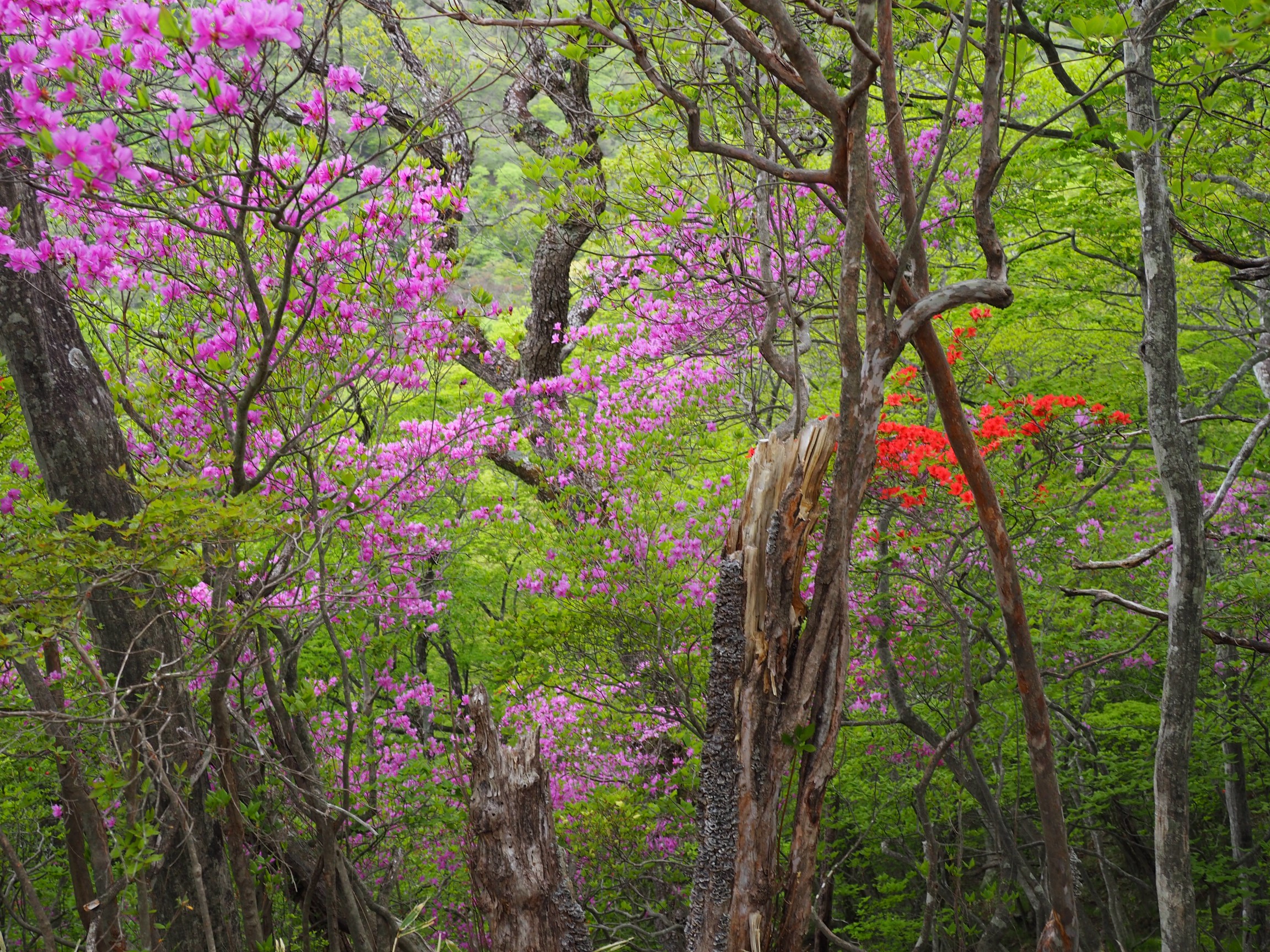 つつじが峰 赤城山 Kac山岳部さんのヤマノススメ巡礼マップ 赤城山 地蔵岳 の活動データ Yamap ヤマップ