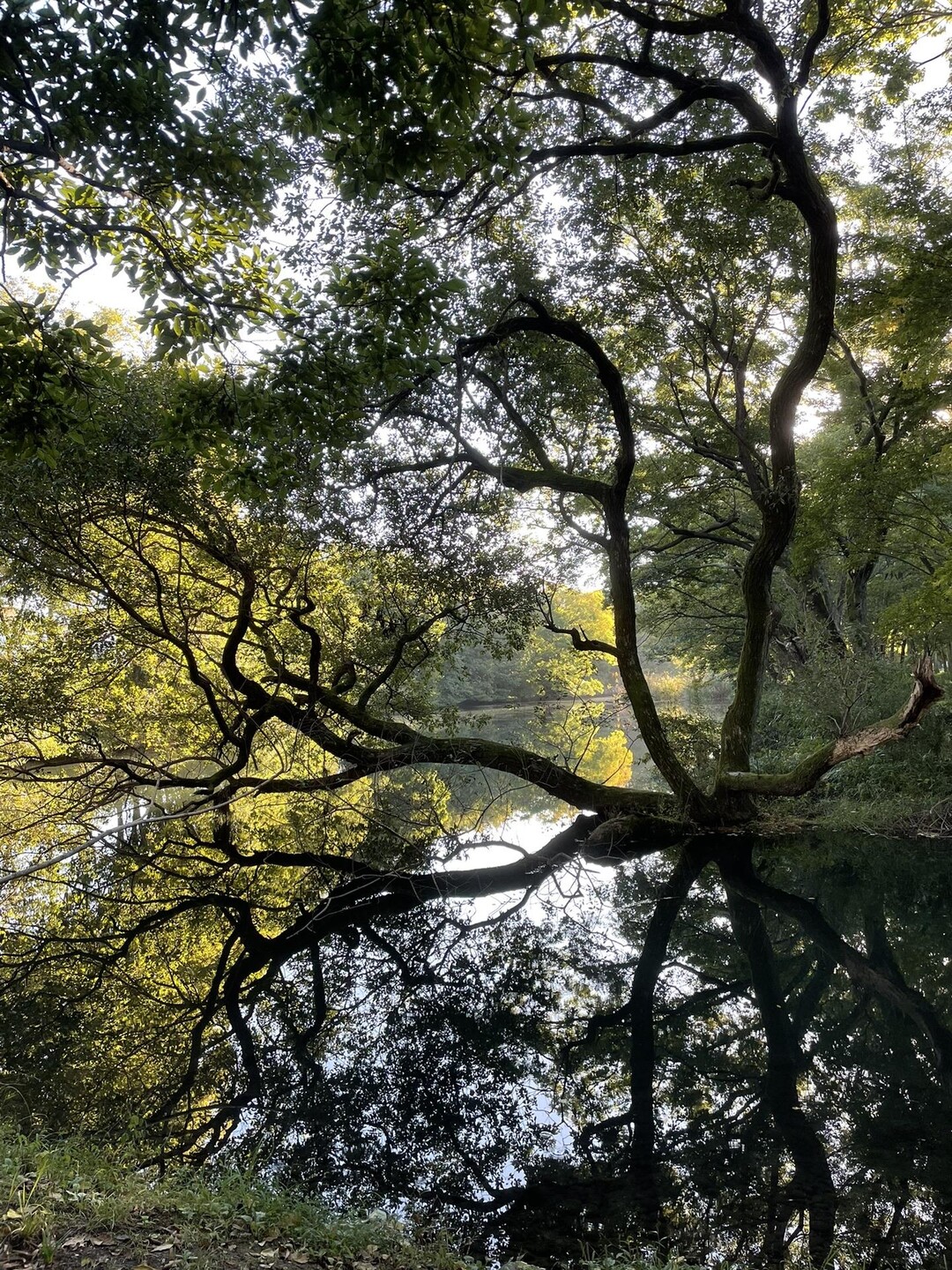 今日は朝から町内にある河跡湖公園の清掃 / masaさんのモーメント YAMAP / ヤマップ