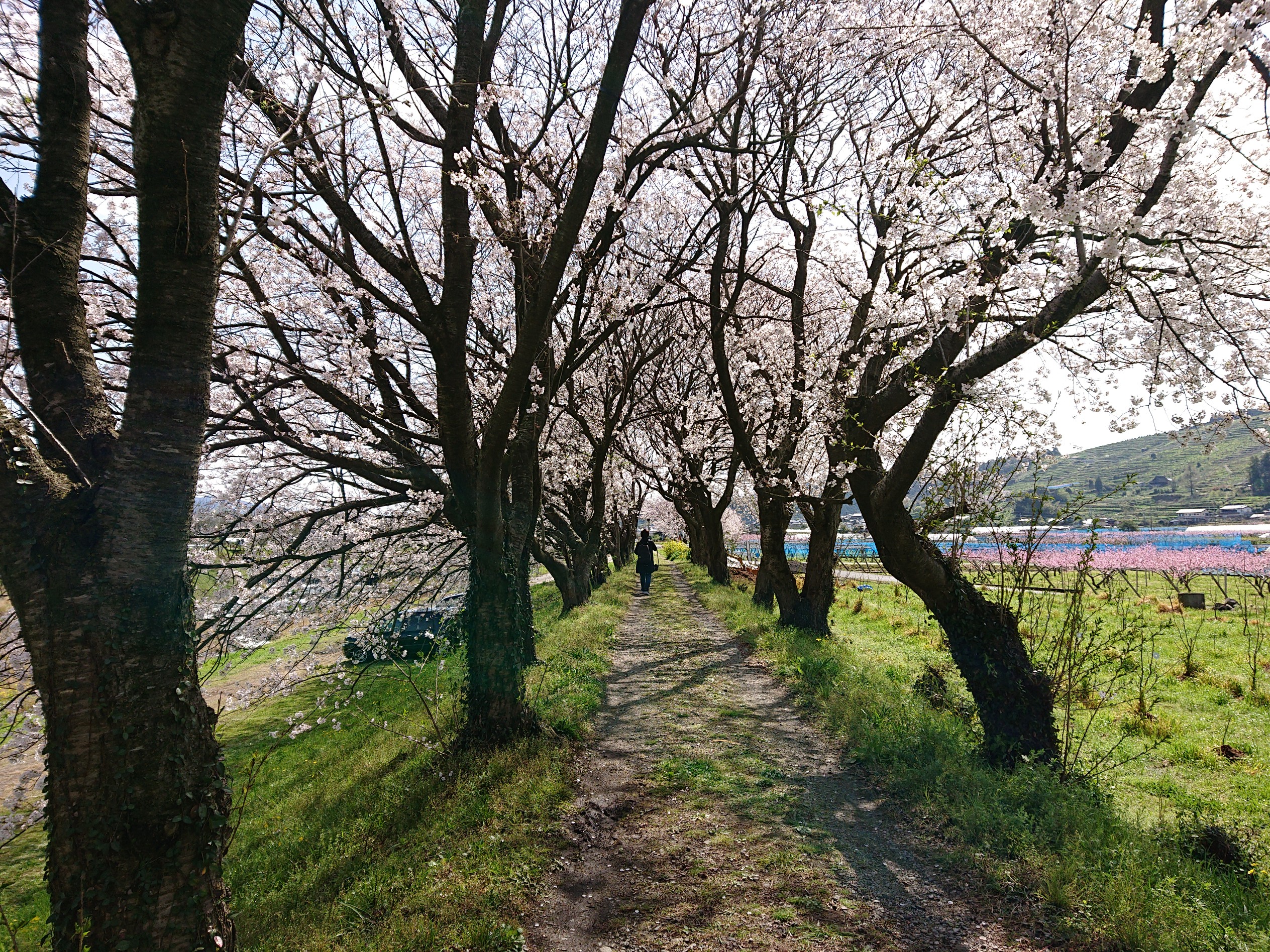流川の桜並木 ポポクジラさんの高良山 発心山 鷹取山の活動日記 Yamap ヤマップ