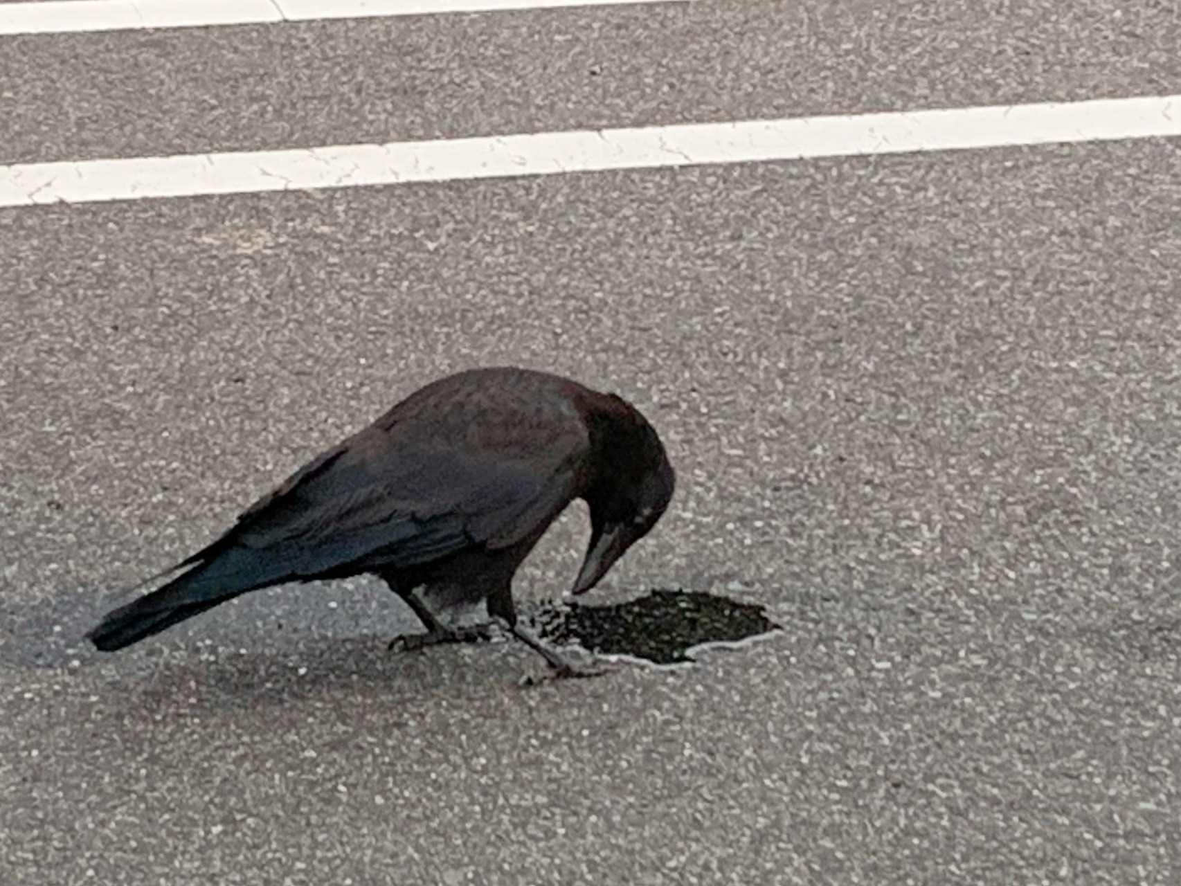 四王司から青山までくるっと かおさんさんの勝山 四王司山の活動日記 Yamap ヤマップ