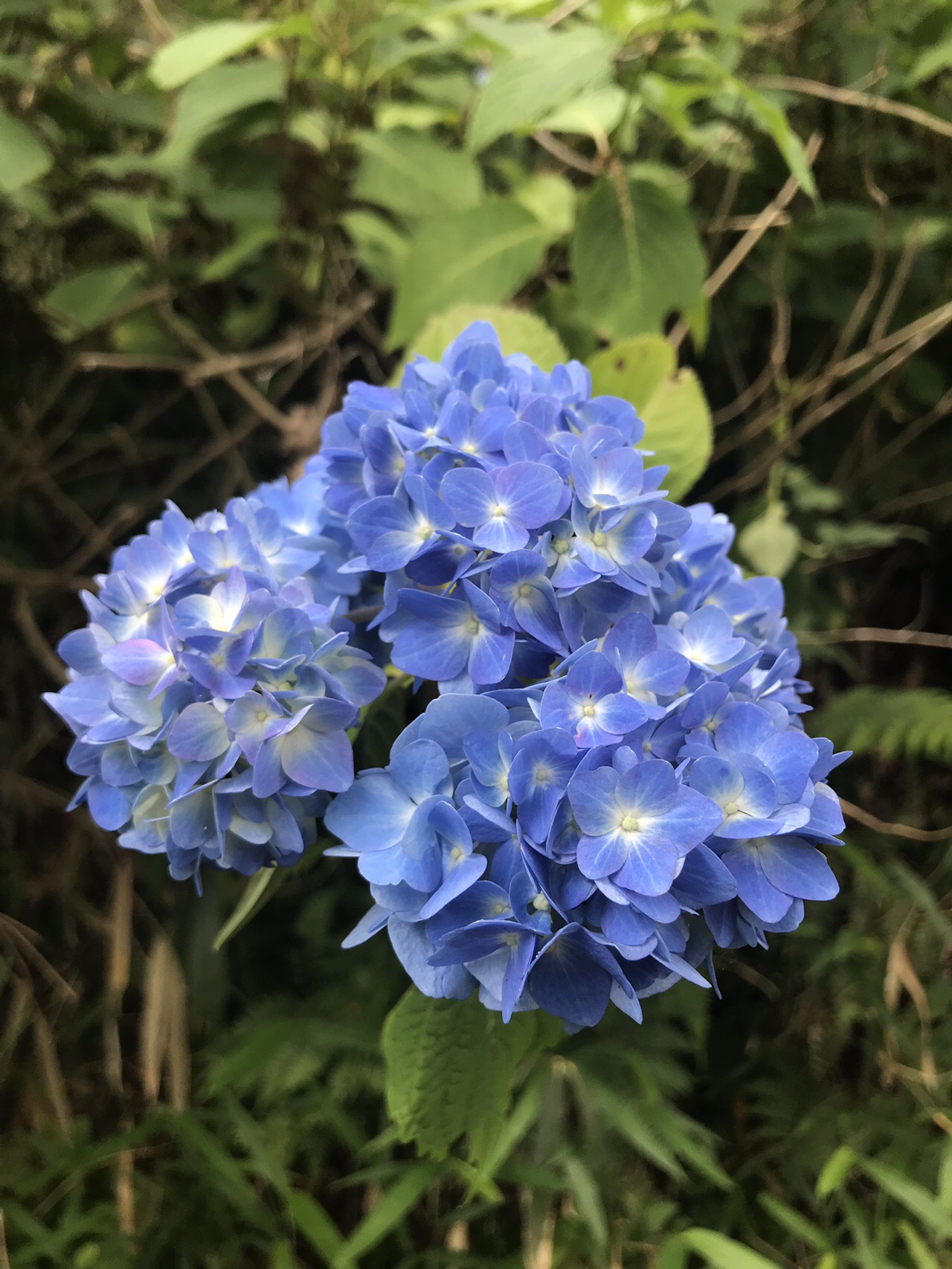 生駒山あじさい園 19 06 09 あやりんさんの生駒山 神津嶽 大原山の活動データ Yamap ヤマップ