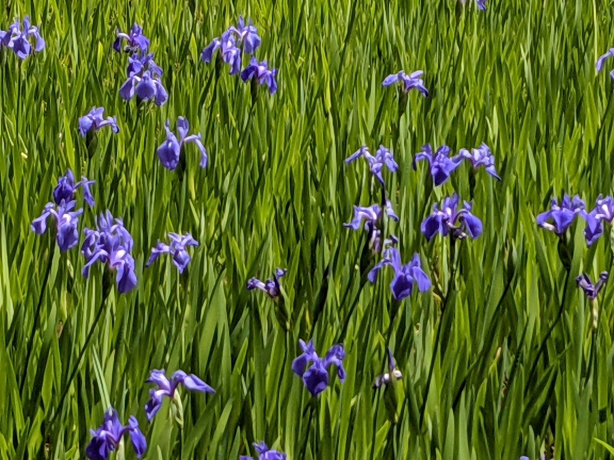 大田神社カキツバタ 京都市 21 04 27 むっちゃんさんさんの京都市の活動データ Yamap ヤマップ