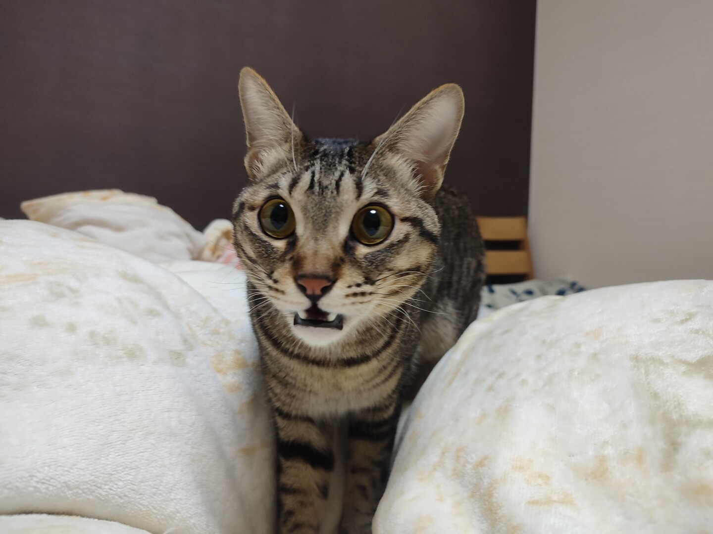 初めて撮った 愛猫のフレーメン反応 かっちんさんのモーメント Yamap ヤマップ