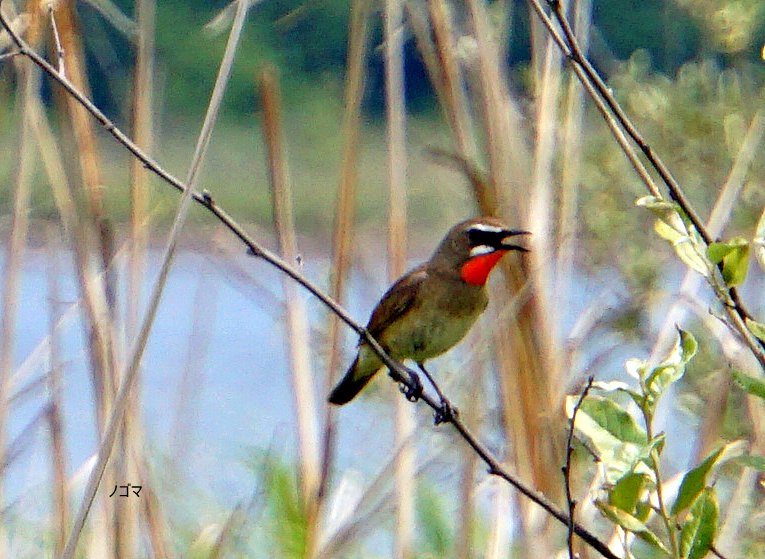 石狩はまなすの丘でバードウォッチング Isaさんの札幌市の活動データ Yamap ヤマップ