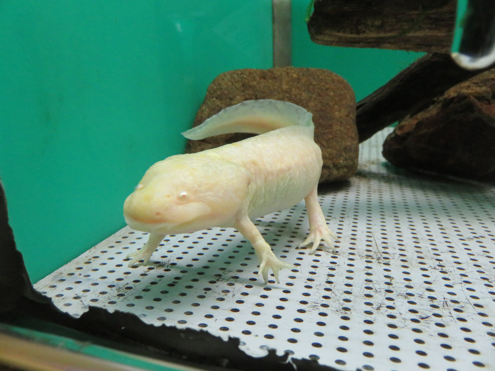 赤目四十八滝から赤坂山 16 Ss5さんの長坂山 赤目四十八滝の活動日記 Yamap ヤマップ