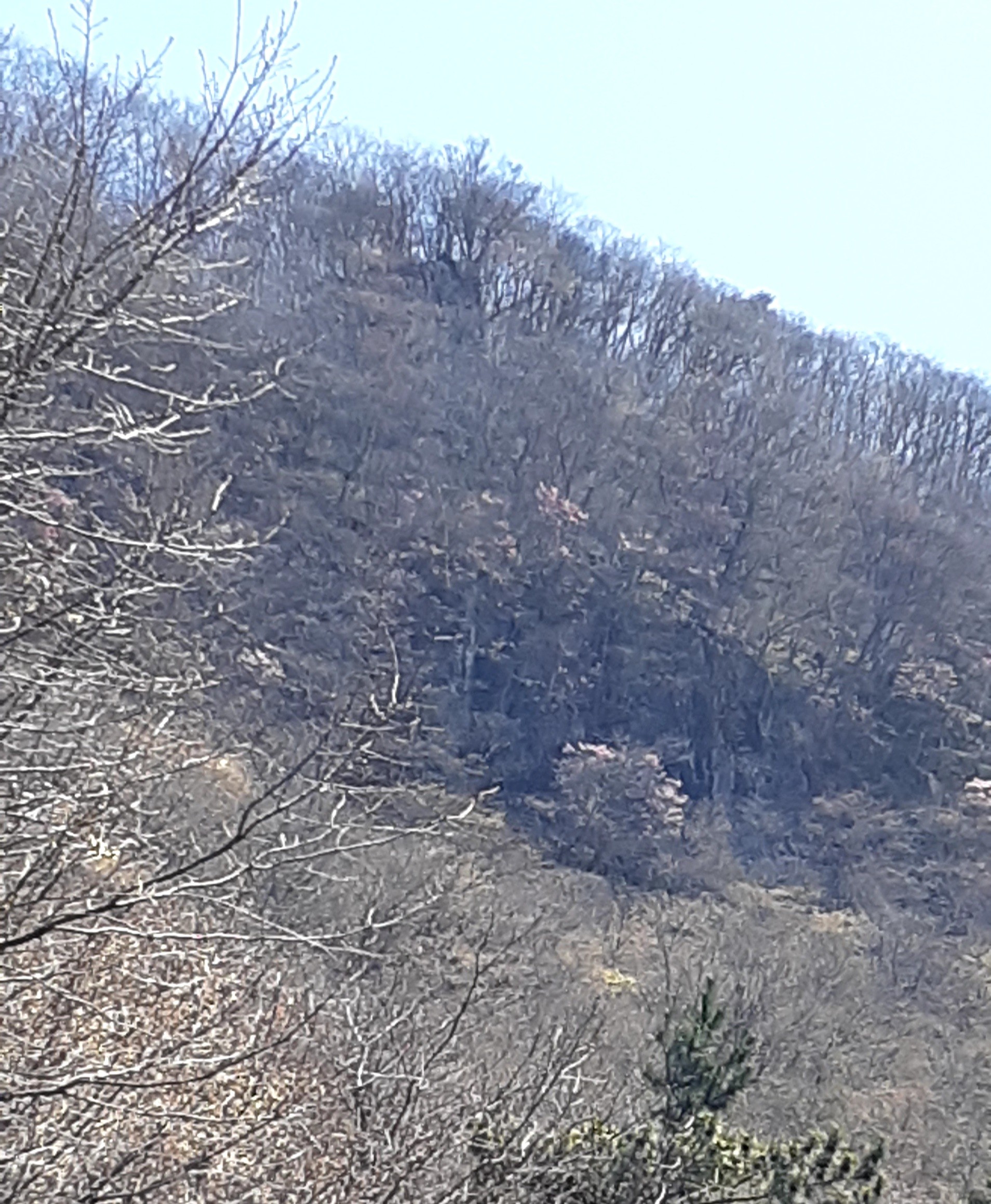 赤城山のアカヤシオはどうかな 21 04 19 Yamaokeikoさんのウォーキングの活動データ Yamap ヤマップ