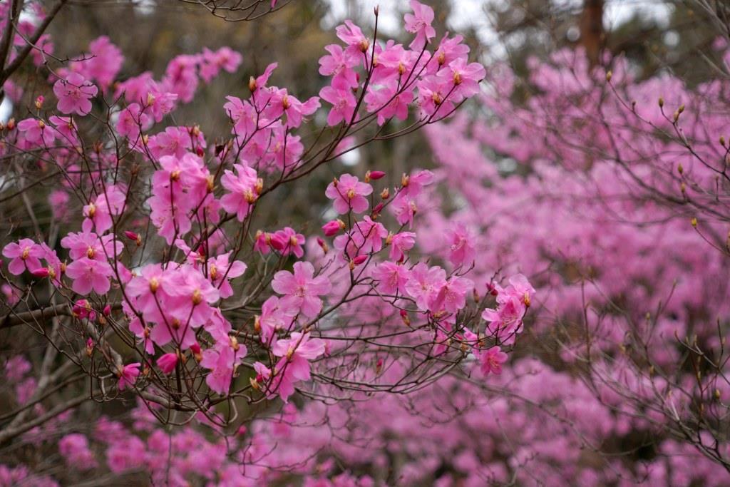 アカヤシオの丘 鍋割山 荒山 赤城自然園 シャクナゲも咲き始めました Yamanekoさんの赤城山 黒檜山 荒山の活動データ Yamap ヤマップ