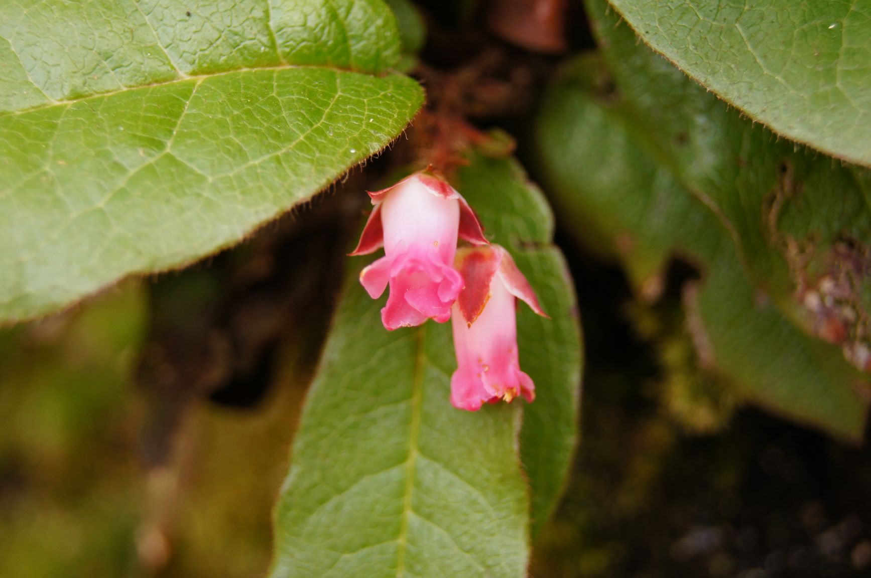 いま 会いに行きます 伯州山 Fukuさんの伯州山 霧ヶ原の活動日記 Yamap ヤマップ
