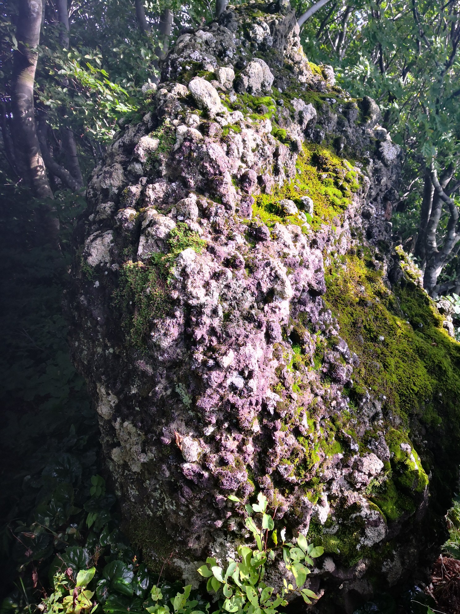 前山 赤岩山 米山 しまふくさんの米山 柏崎市 新潟県 の活動日記 Yamap ヤマップ