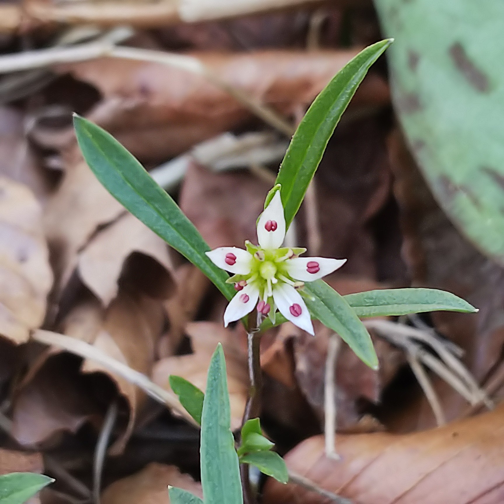 筑波山 春の花巡り 女の川 男の川コース Masamiさんの筑波山の活動データ Yamap ヤマップ