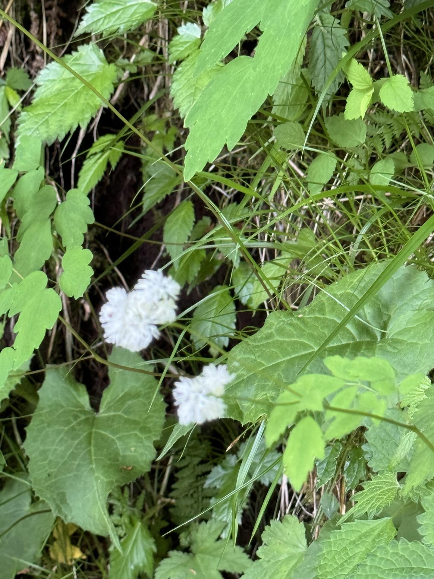 皇海山・袈裟丸山・庚申山 🌸