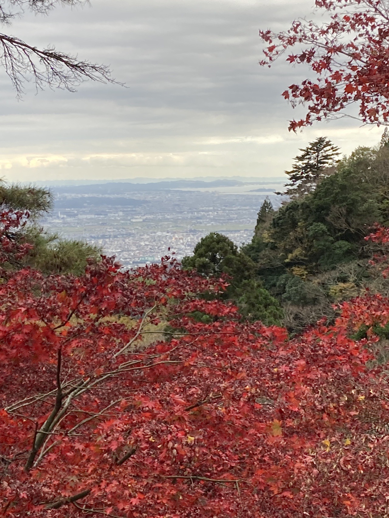 大山（神奈川県）20201123 / にっしぃーさんの大山の活動データ YAMAP / ヤマップ