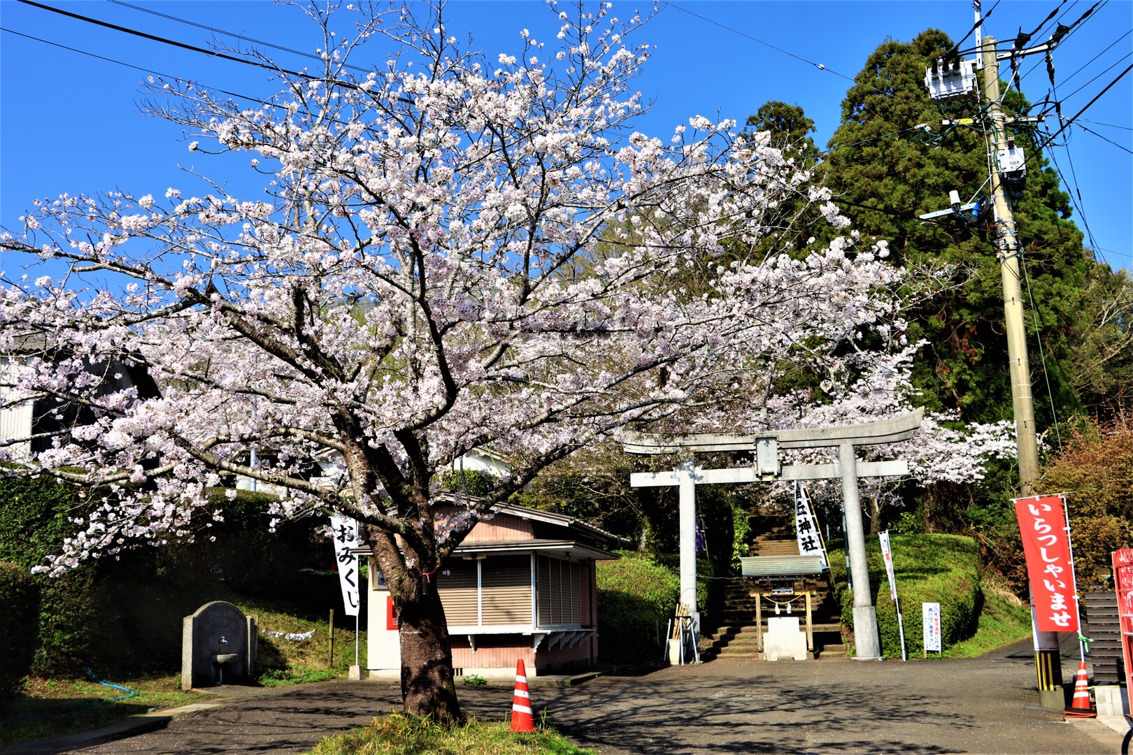宮崎県都城市関之尾『母智丘公園』の【染井吉野桜】満開の朝方【令和五年】2023年3月28日 / 霧島山・韓国岳・高千穂峰・夷守岳・烏帽子岳の
