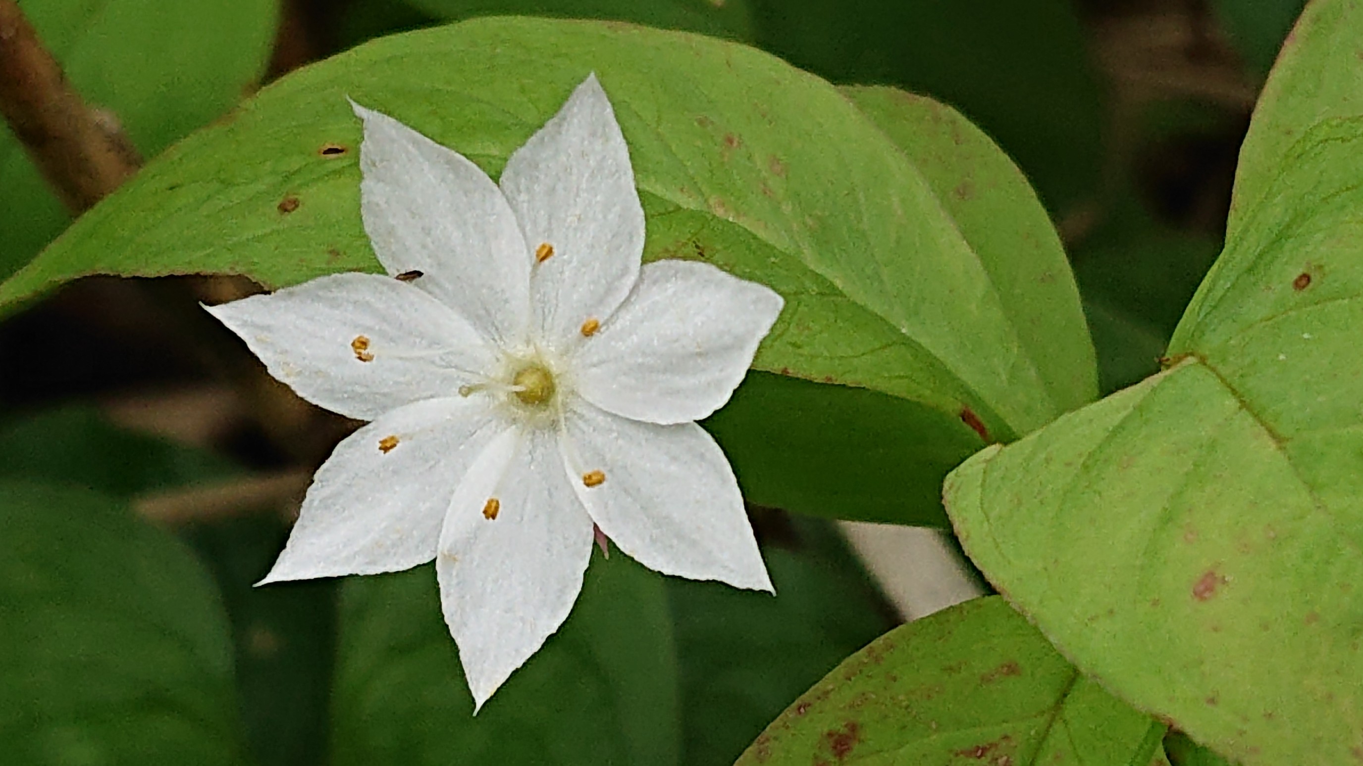 初めての山小屋泊 白山 別山 19 07 07 ハル風花さんの白山 別山 銚子ヶ峰の活動日記 Yamap ヤマップ