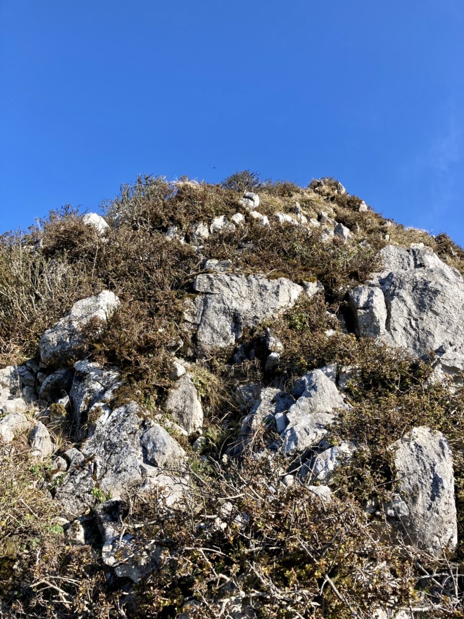バリエーションルート中尾根から挑む伊吹山 スタンドブルーさんの伊吹山 伊吹高原 御座峰の活動日記 Yamap ヤマップ