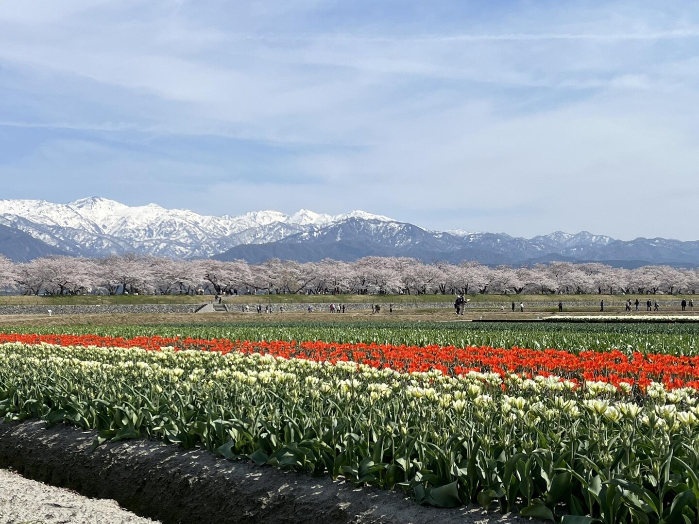 富山県朝日町舟川です。以前から訪れたいと... / 道薫さんのモーメント YAMAP / ヤマップ