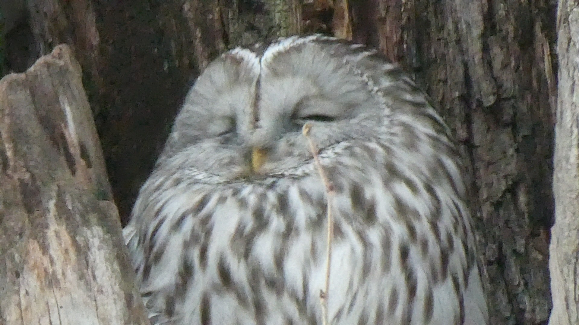蝦夷フクロウと蝦夷雷鳥など苫小牧研究林 Chibitaさんのハイキングの活動日記 Yamap ヤマップ
