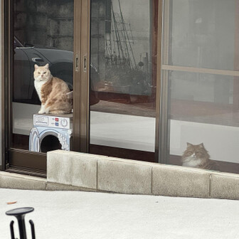 紀泉アルプス・飯盛山・ボンデン山 もう1にゃんいた😍