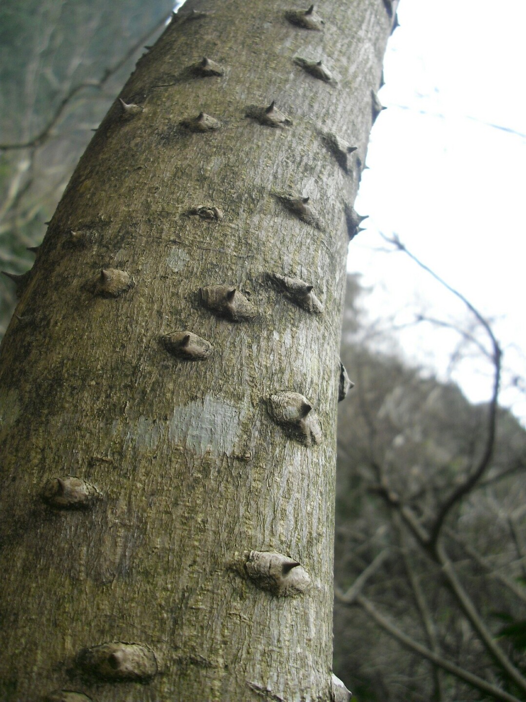 犬鳴山 ダムコース 旧道 旧トンネル 犬鳴山 西山 鮎坂山 の写真24枚目 よく見かけるボコボコの木と思い込んで 手 Yamap ヤマップ