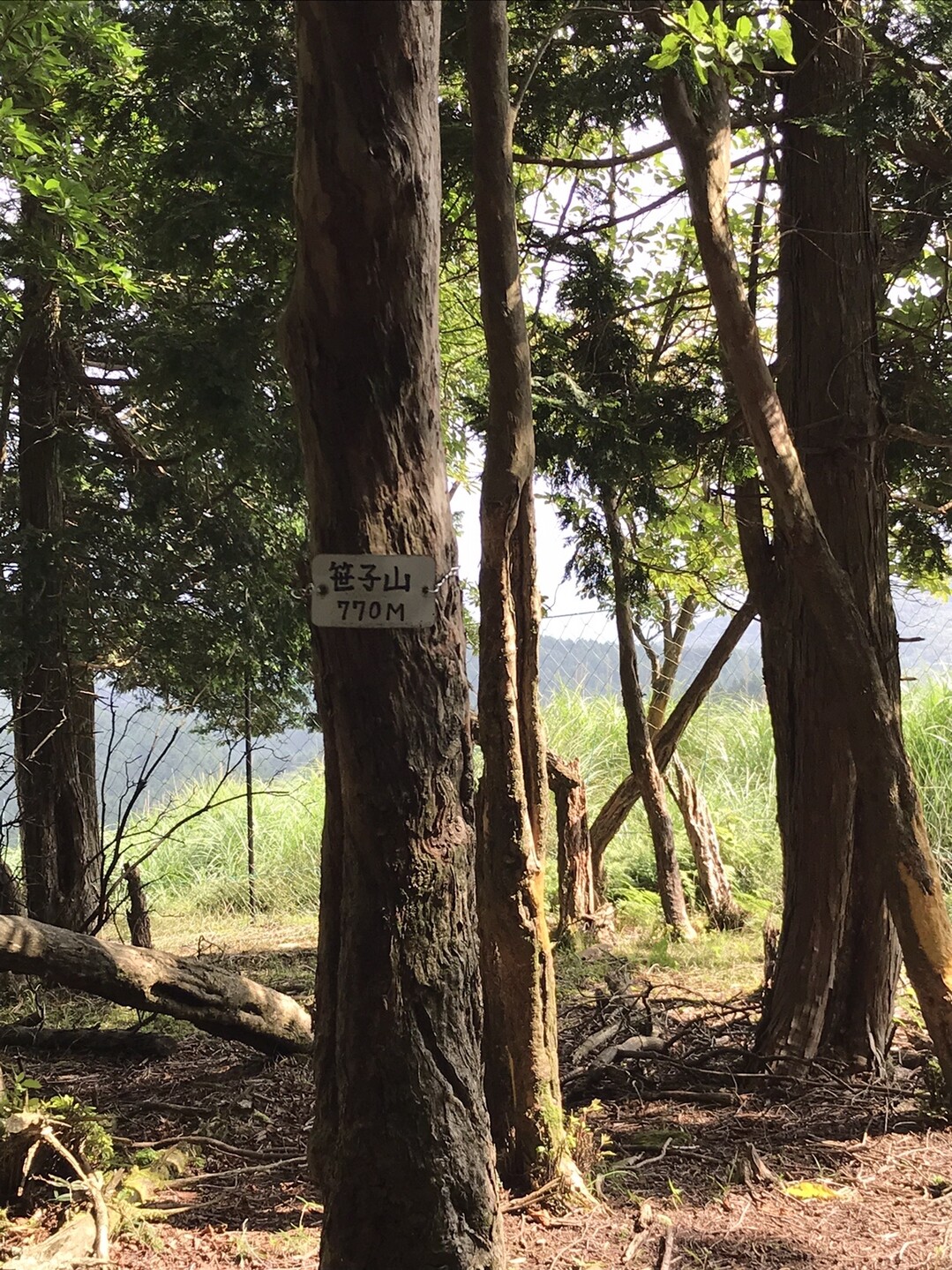 笹子山の最新登山情報 人気の登山ルート 写真 天気など Yamap ヤマップ