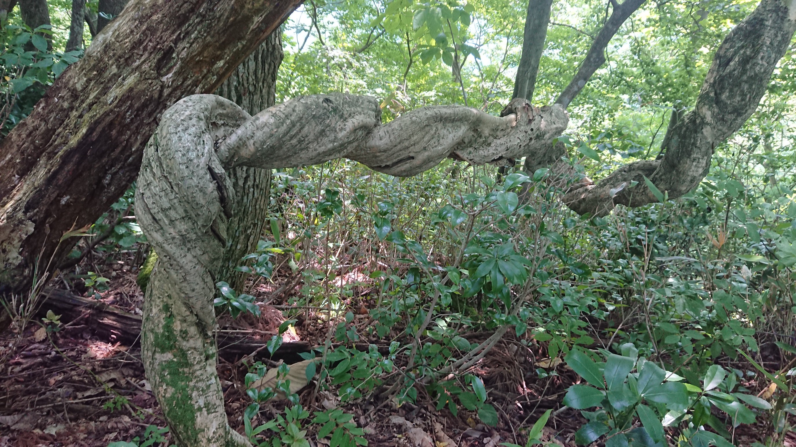 木六山・銀次郎山 ねじりんぼう