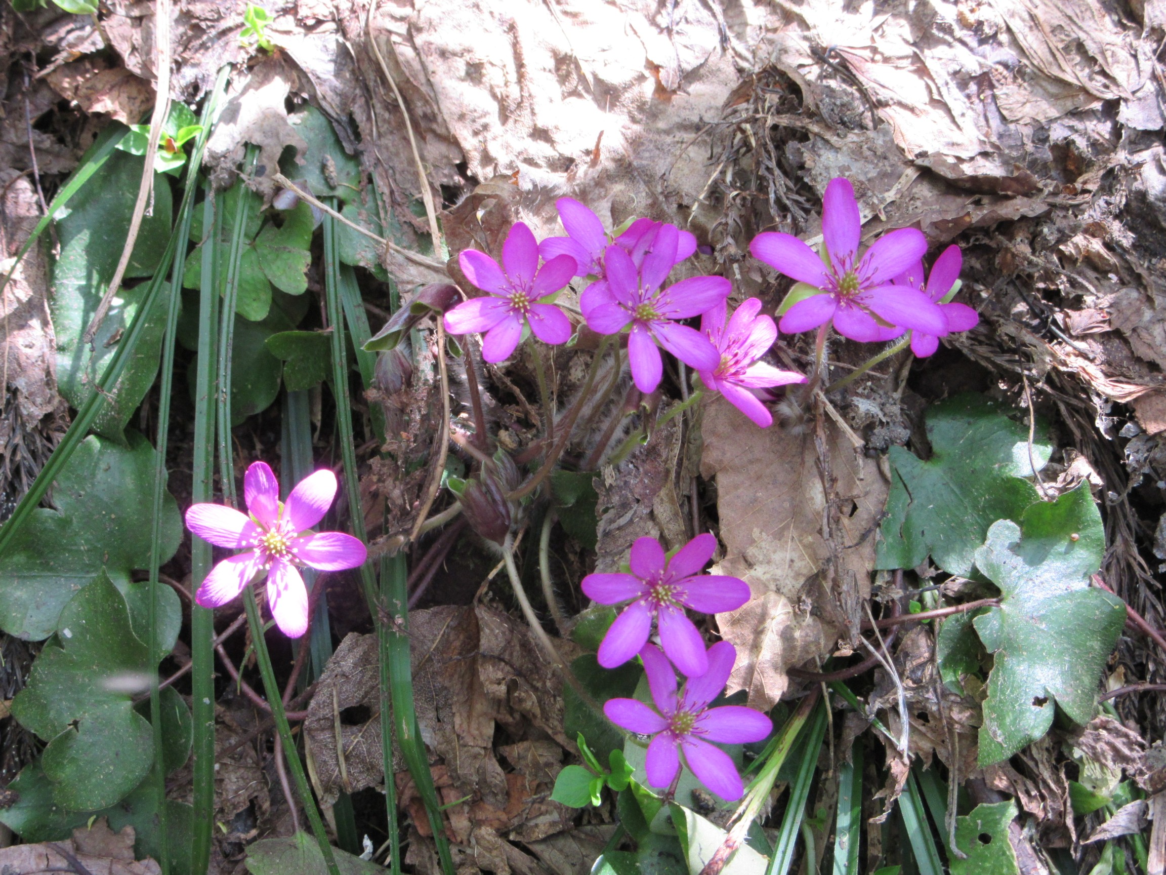 佐渡の春 花巡り 金北山 ドンデン山縦走 15 05 03 05 ドクターさんの佐渡島の活動データ Yamap ヤマップ