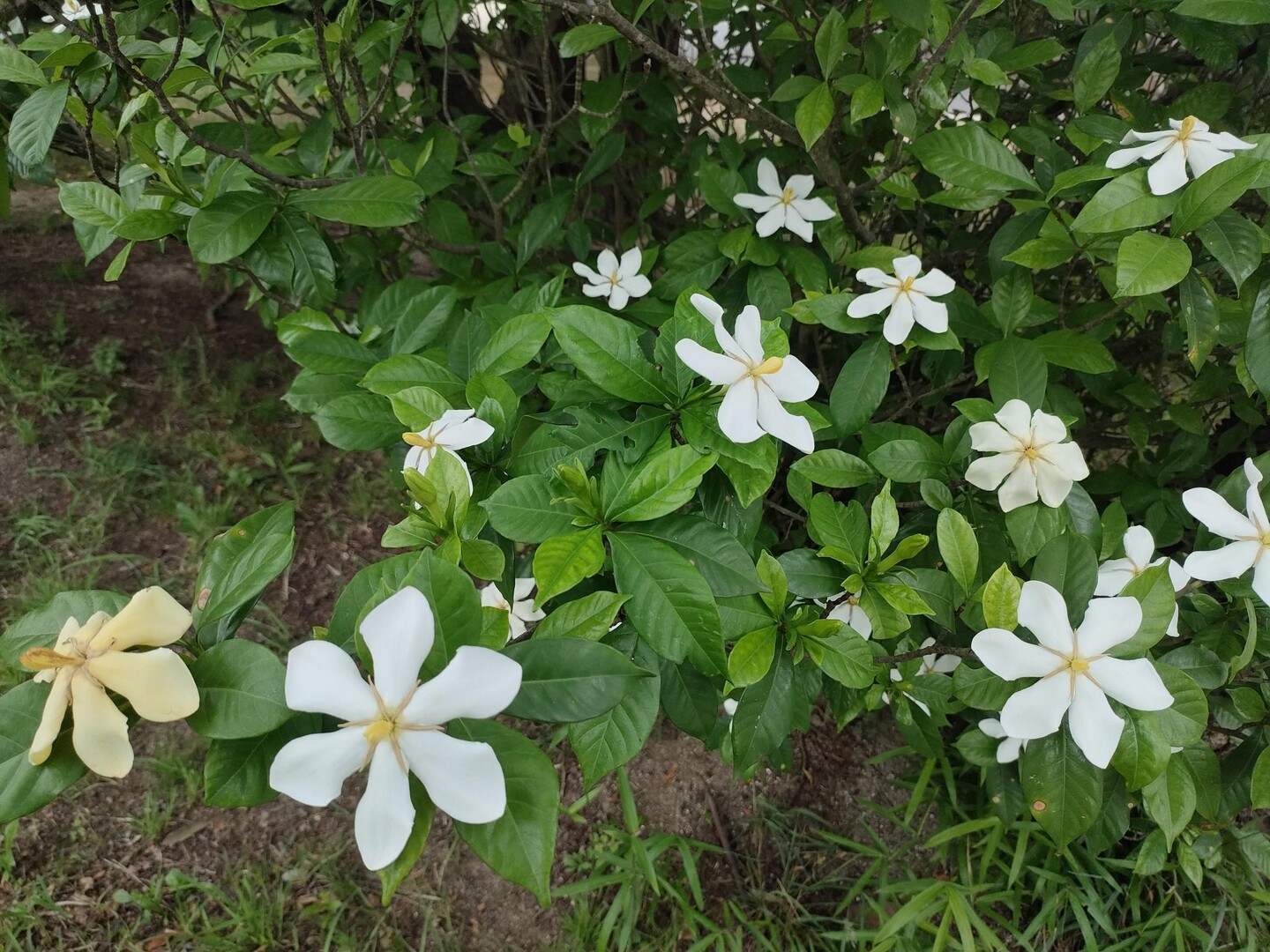 公園のクチナシが良い香り。 / ひろさんのモーメント | YAMAP / ヤマップ