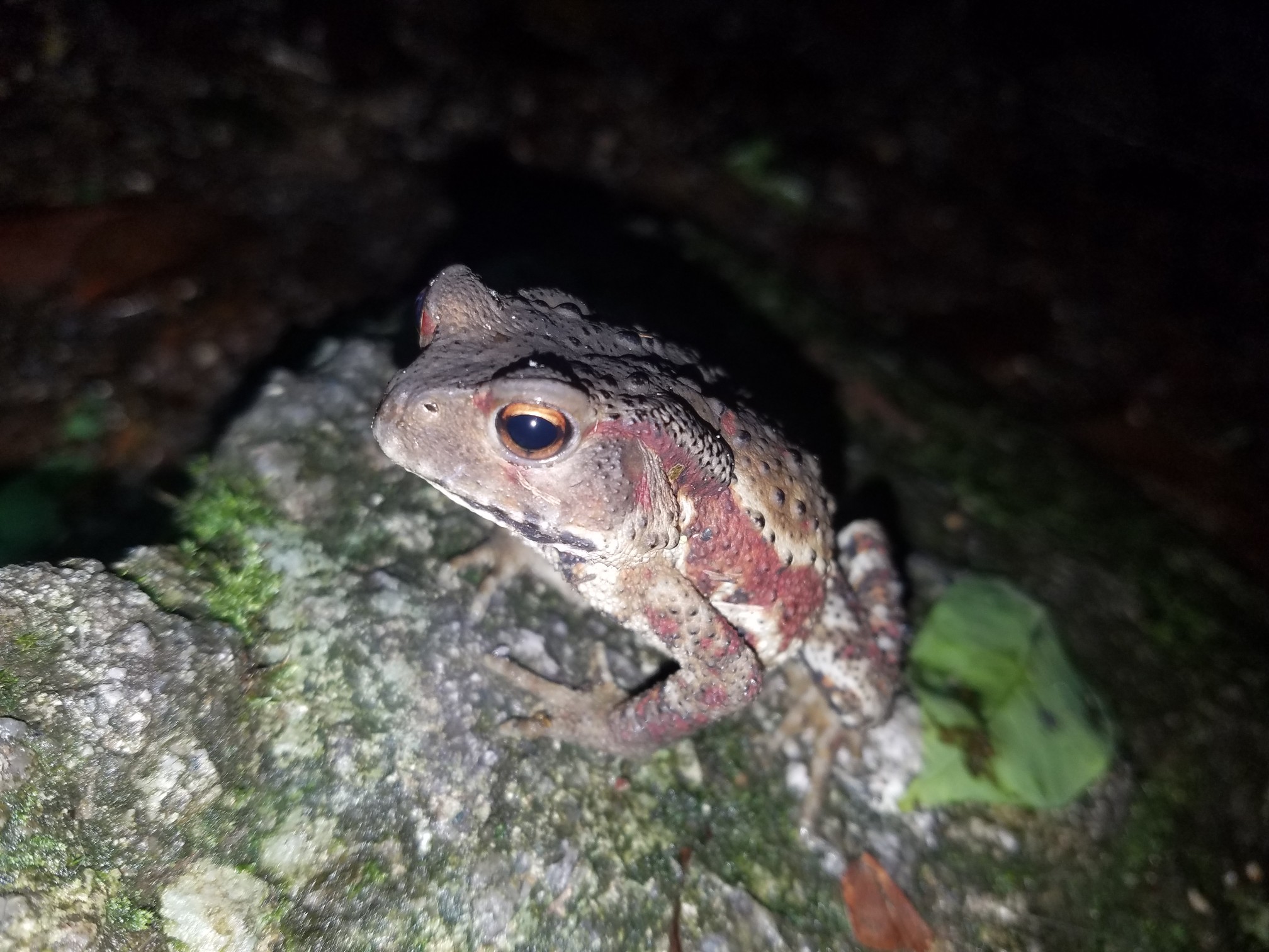 宝満山 カエルの登山日記 21 てつ人２８号さんの宝満山 三郡山 若杉山の活動データ Yamap ヤマップ