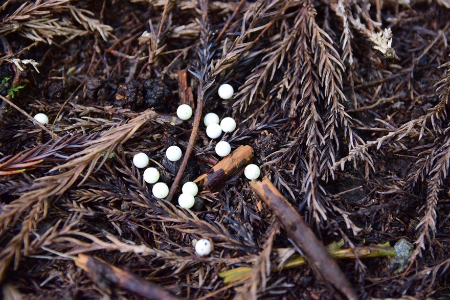 池ヶ成 鍋塚 下山途中見つけた不思議な白い玉 やまちゃんさんの大江山連峰トレイルの活動データ Yamap ヤマップ
