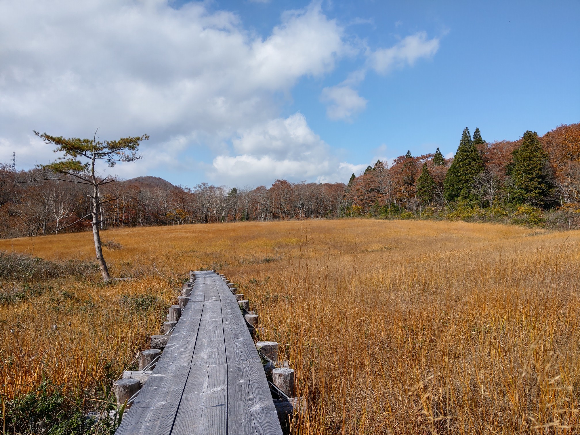 紅葉の玉原湿原 19 10 30 探鳥路 ブナ平 水源ルート 玉原湿原 Brookさんの武尊山 鹿俣山 尼ヶ禿山の活動データ Yamap ヤマップ