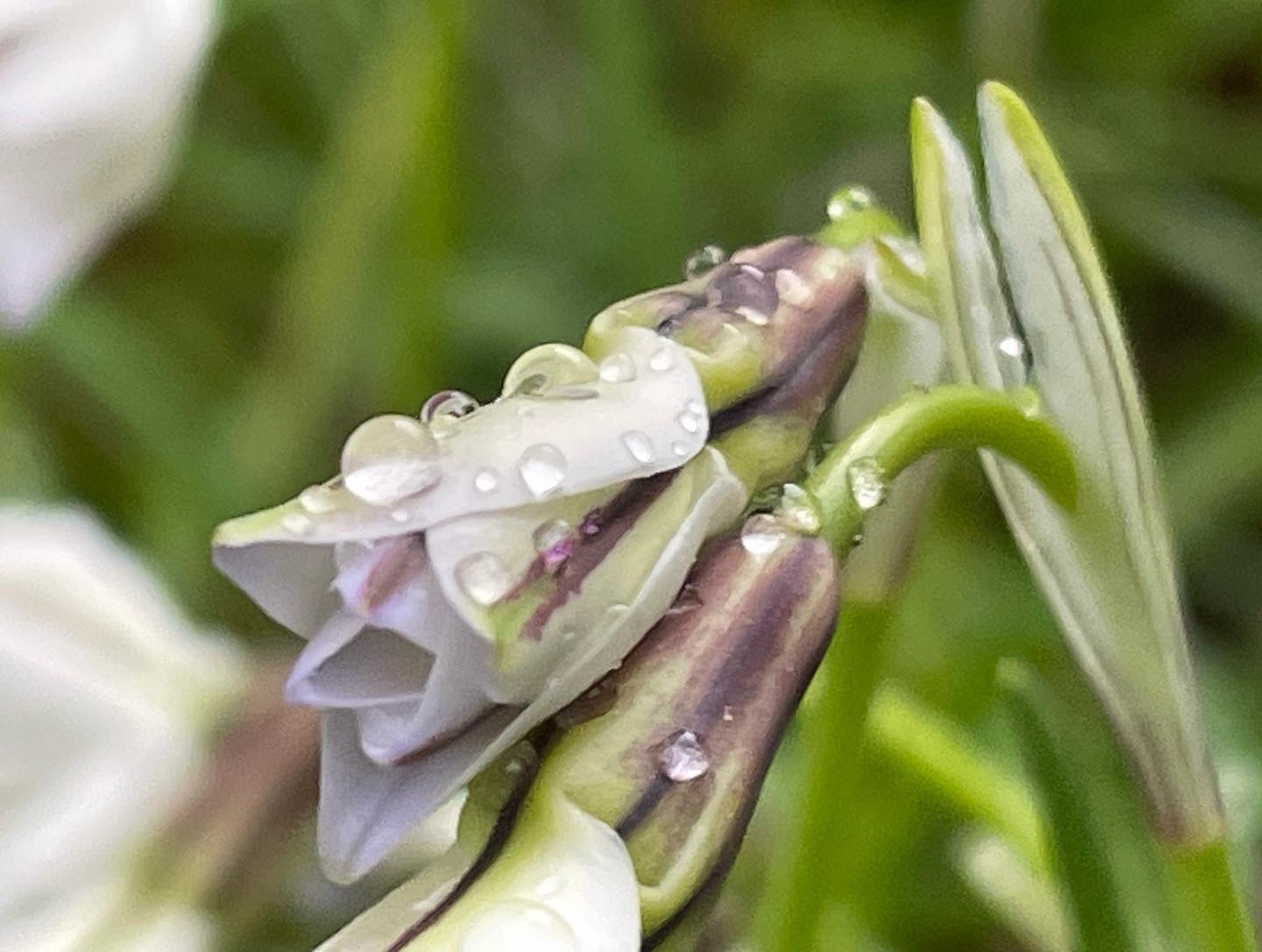 花ニラ ハナニラ の花言葉は 悲しい別れ Naoさんのモーメント Yamap ヤマップ