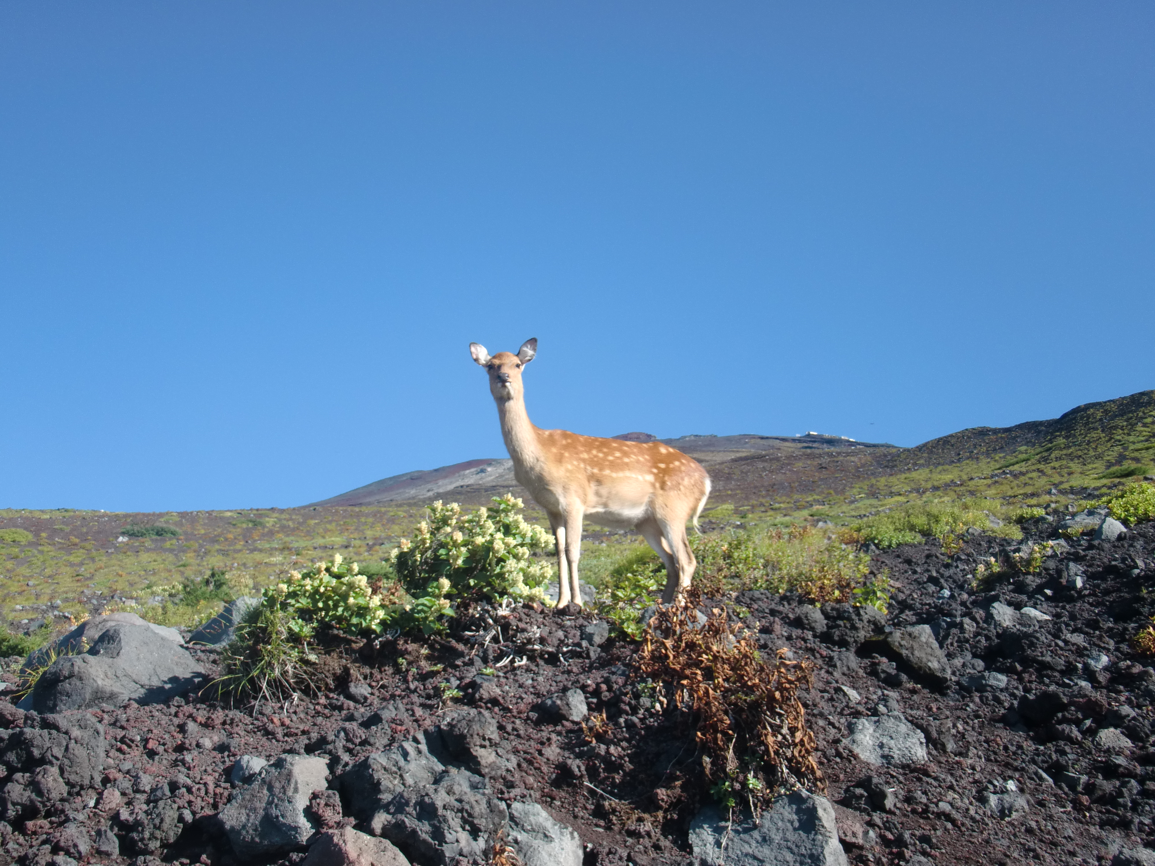 富士山でシカを目撃 富士宮口から登って御鉢巡り Jojihamaさんの富士山の活動データ Yamap ヤマップ