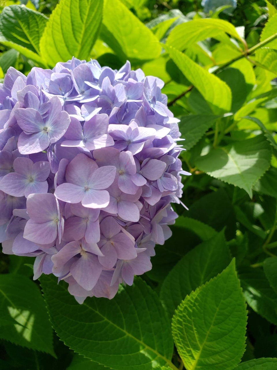 明月院 鎌倉アルプス 天園ハイキングコース 白柴rinさんの鎌倉アルプス 大平山 天台山 の活動データ Yamap ヤマップ