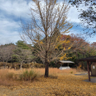 山上公園の銀杏はほぼ落葉してます