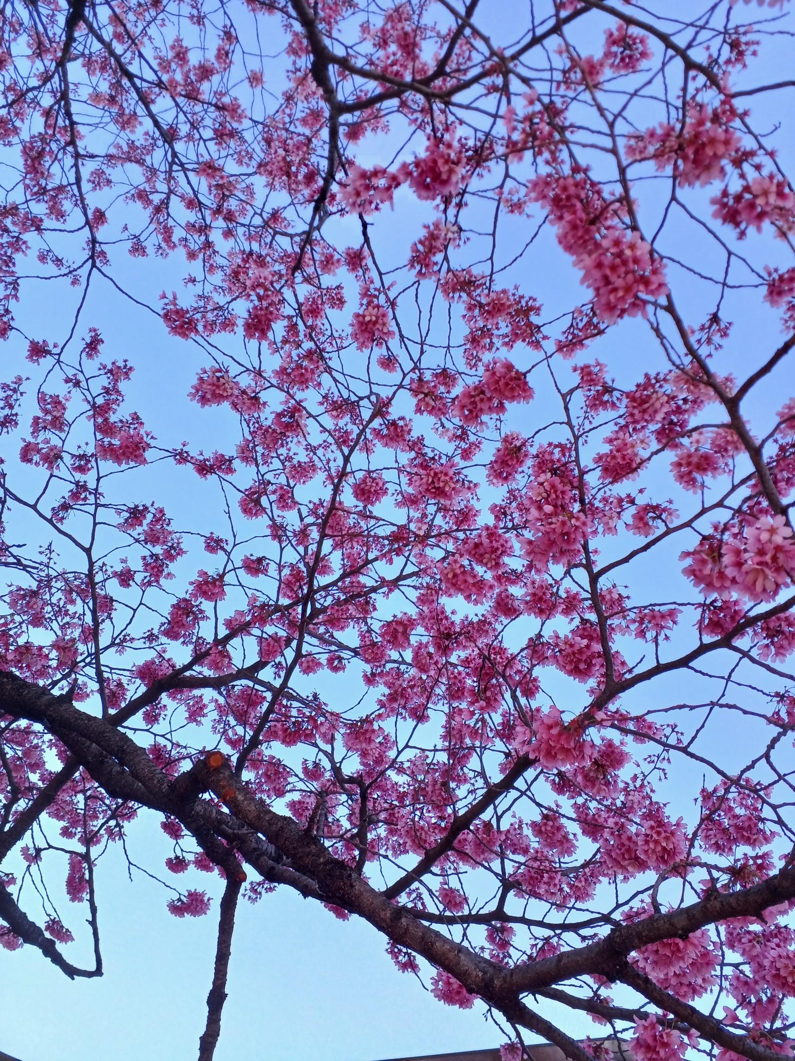 雅桜様確認ページです❣️ 雅桜「みやびざくら」🌸 雅子さまにゆか / hiroさんのモーメント