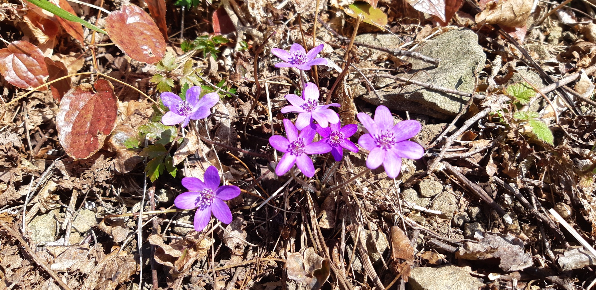 雪割草 オオミスミソウ を観に弥彦山 山猫信州さんの弥彦山 多宝山 雨乞山の活動データ Yamap ヤマップ