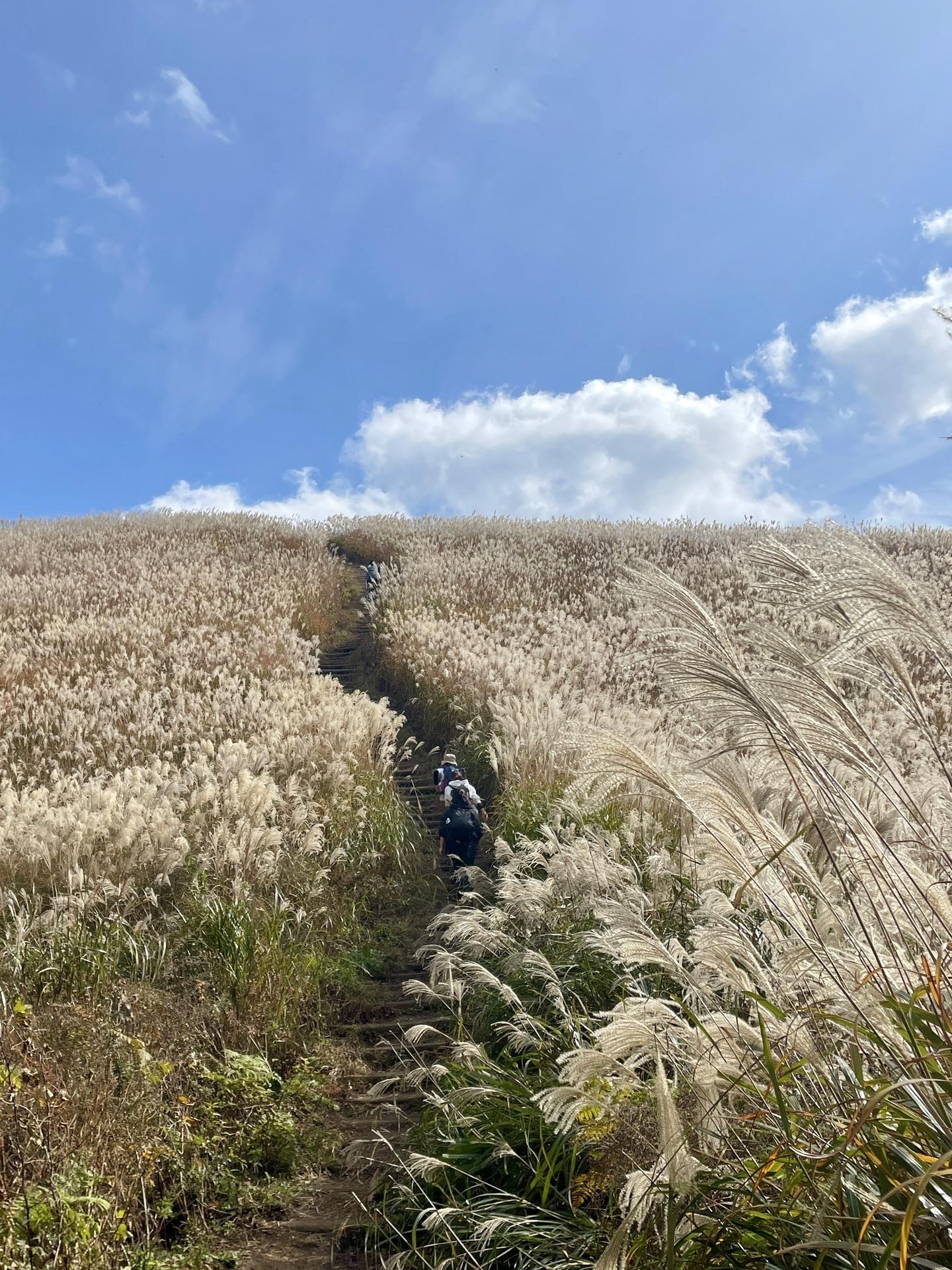ススキが見頃でした 岩湧山 Sa Go さんの岩湧山 一徳防山 三石山の活動データ Yamap ヤマップ