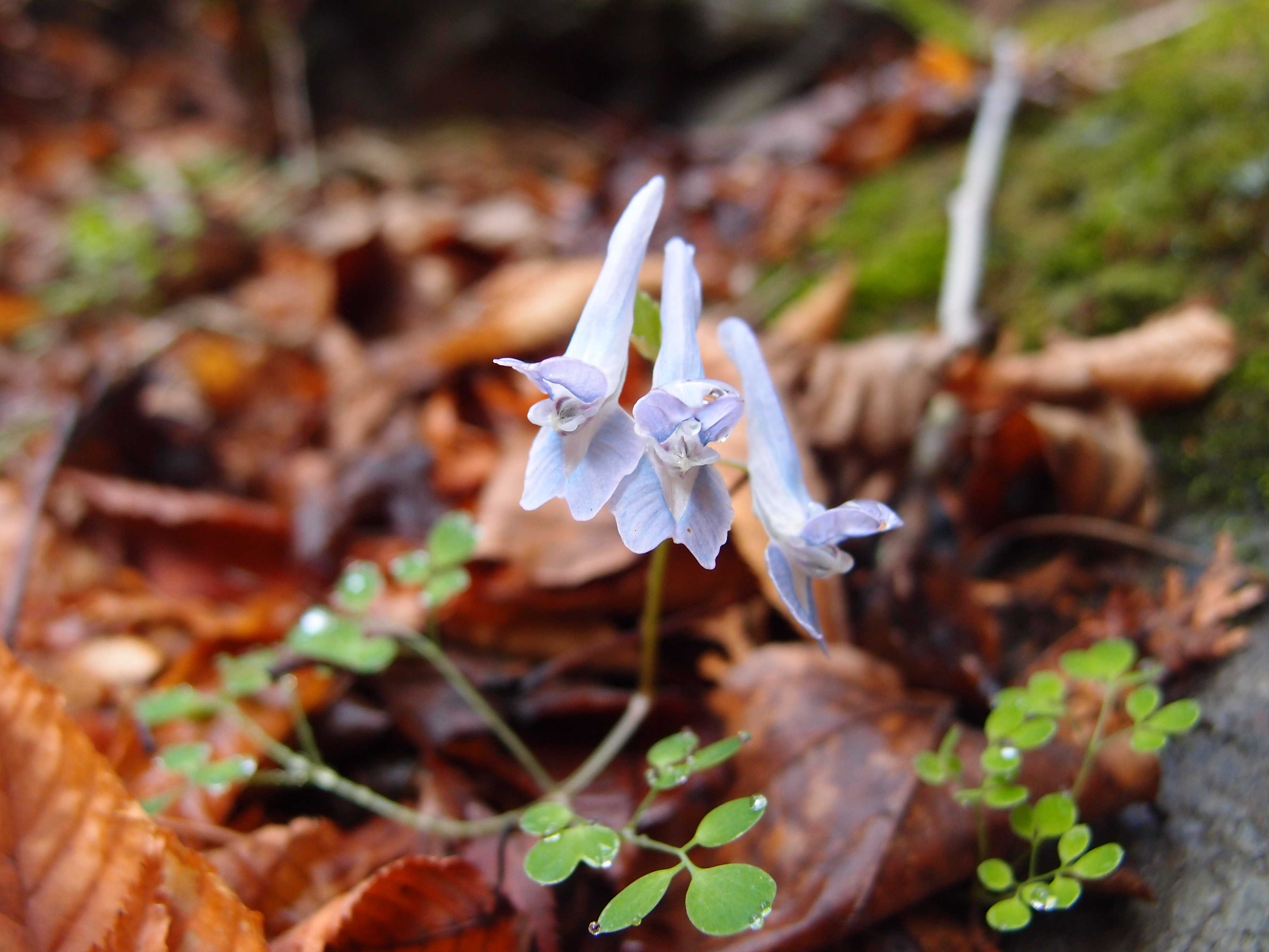 大岳山 サルギ尾根 イワウチワ満開 くぼにゃんこさんの大岳山 御岳山 御前山の活動データ Yamap ヤマップ
