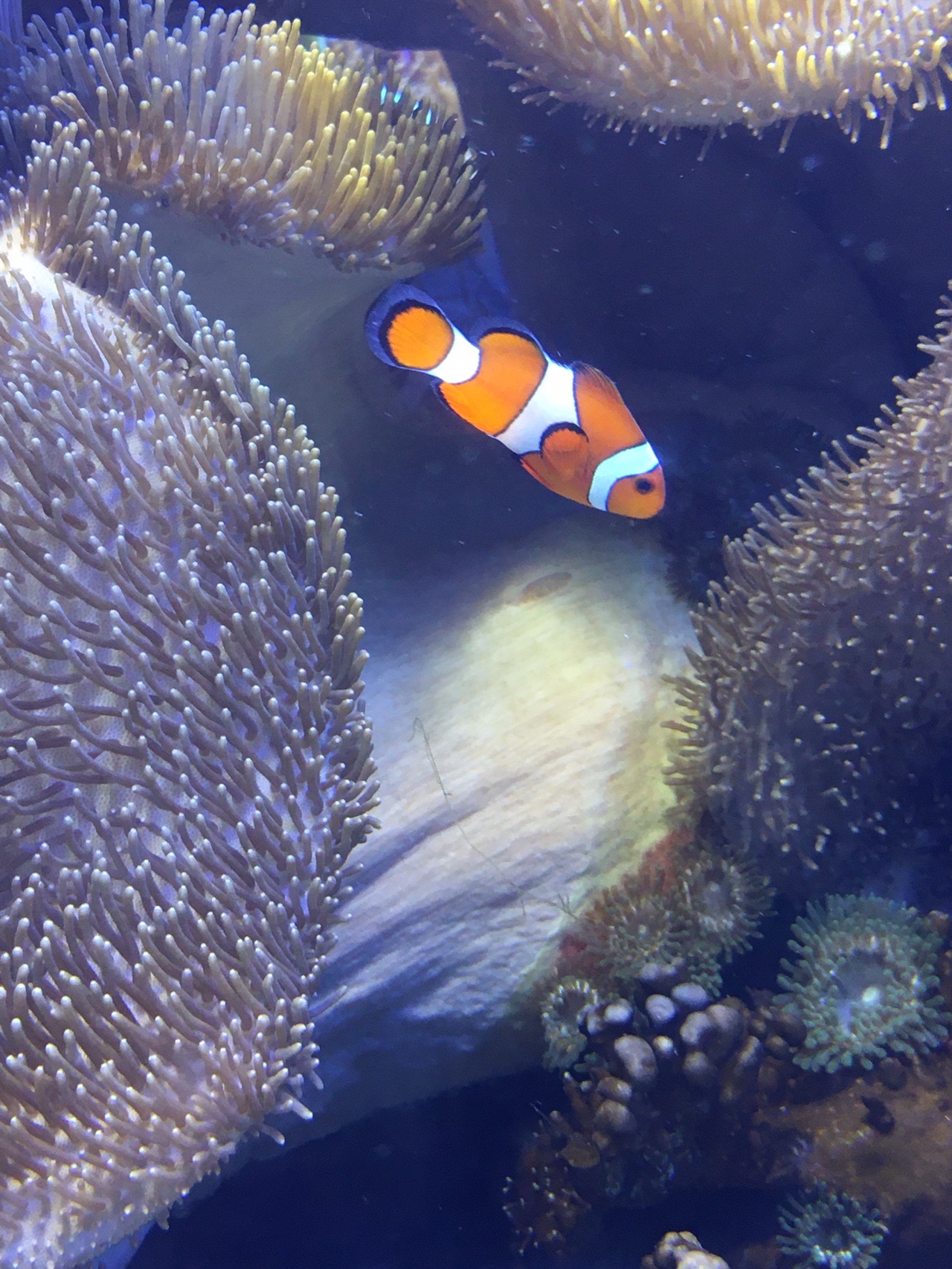 三重旅行2日目 鳥羽水族館 チャコダンナーさんの鳥羽市の活動日記 Yamap ヤマップ