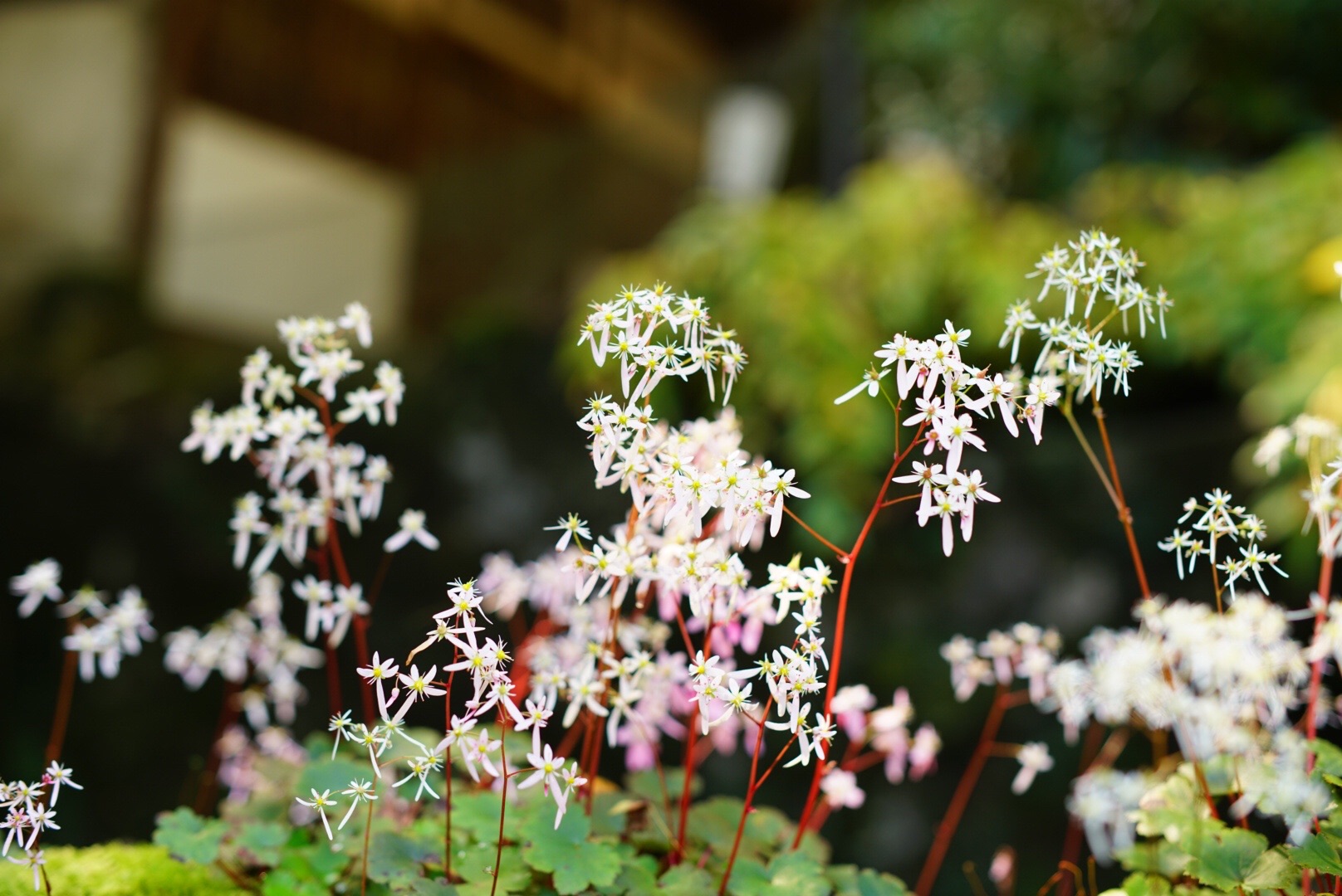 4年振りの古知谷阿弥陀寺でダイモンジソウに癒される 10 ゴンさんの金毘羅山 翠黛山 焼杉山の活動データ Yamap ヤマップ