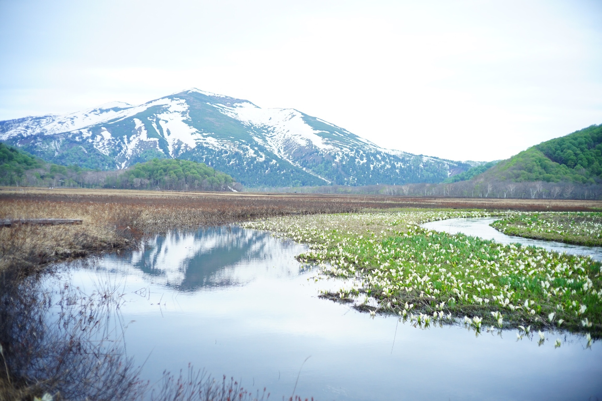 水芭蕉咲き乱れる尾瀬 見晴でのんびりテン泊 Saorin 写真企画室ホトリさんの尾瀬 燧ヶ岳の活動データ Yamap ヤマップ