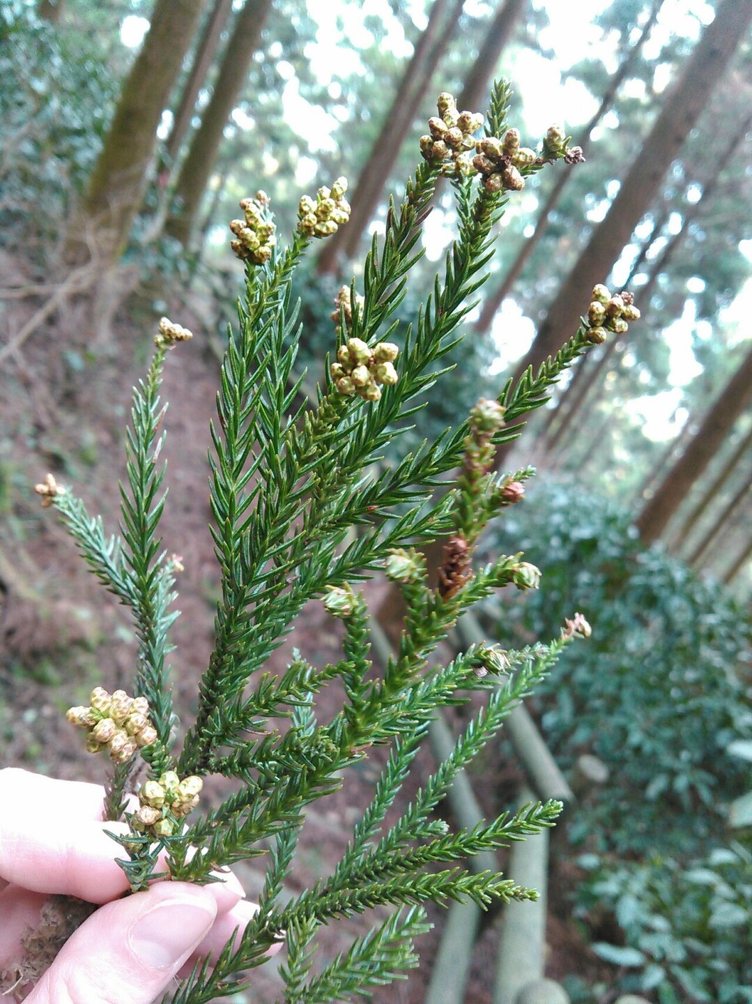 スギ花粉症の方ごめんなさい Shiro さんの篠栗町の活動日記 Yamap ヤマップ