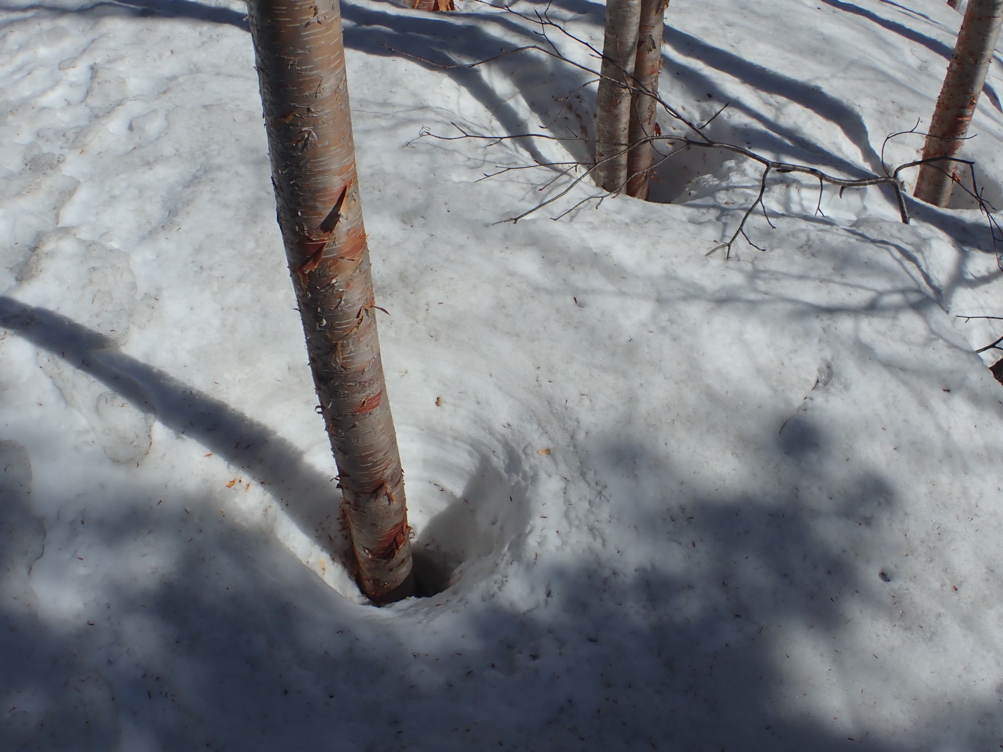 冬季限定 焼岳南峰 のとりさんの槍ヶ岳 穂高岳 上高地の活動日記 Yamap ヤマップ
