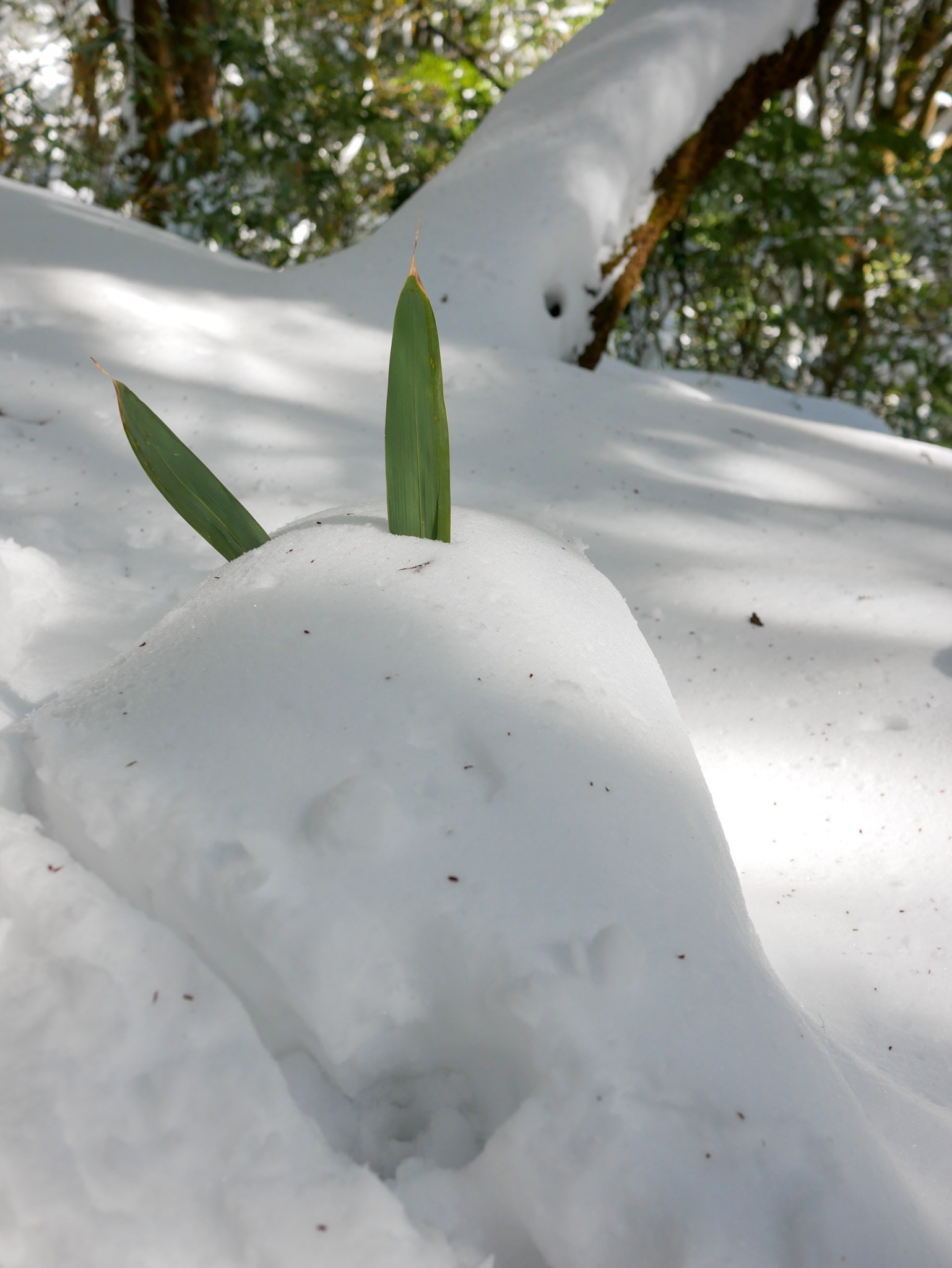 トトロに逢えた雪景色の筑波山 三人息子のママさんの筑波山の活動データ Yamap ヤマップ